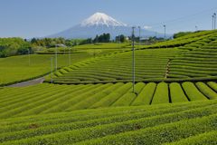 週末の富士山（新作619）