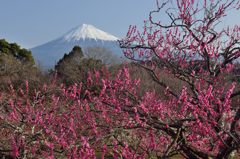 週末の富士山（新作168）