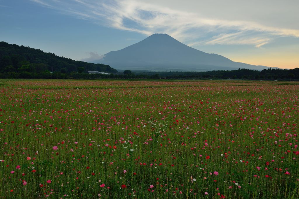 週末の富士山（新作937）