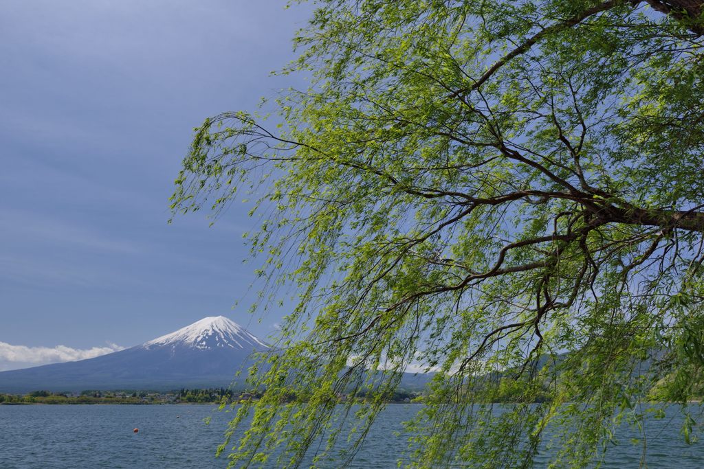 週末の富士山（新作448）