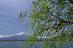 週末の富士山（新作448）