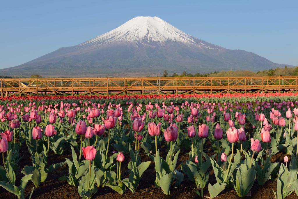 週末の富士山（新作827）