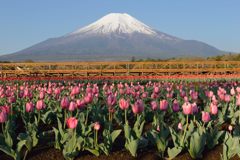 週末の富士山（新作827）