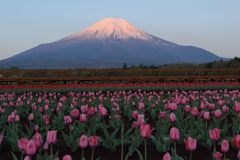 週末の富士山（新作824）