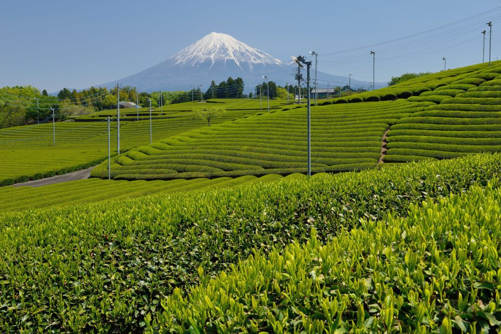 週末の富士山（新作620）