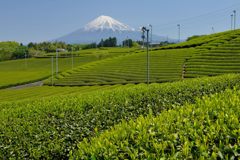 週末の富士山（新作620）
