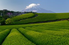 週末の富士山（新作450）