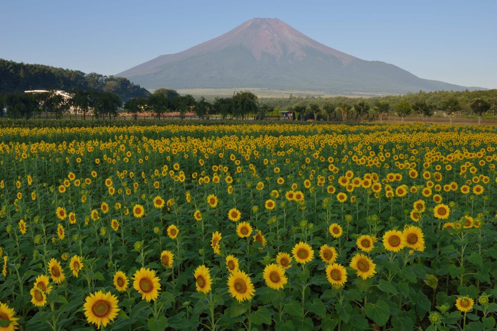 平日の富士山751