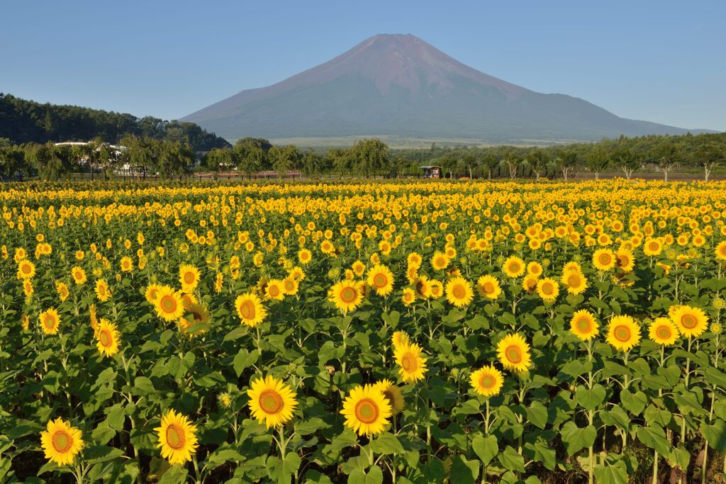 平日の富士山753