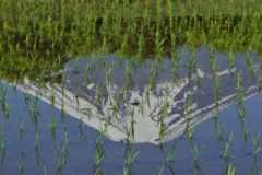 週末の富士山（新作666）