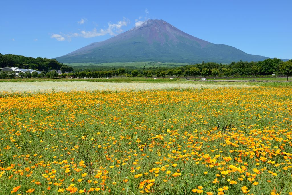 平日の富士山67