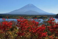 週末の富士山（新作486）