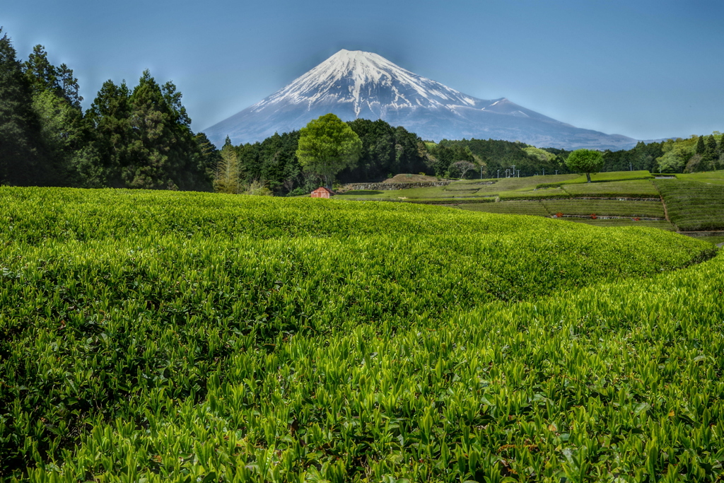 週末の富士山（新作654）