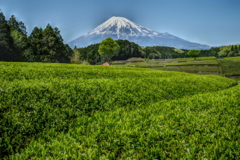 週末の富士山（新作654）