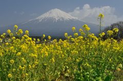 週末の富士山（新作181）