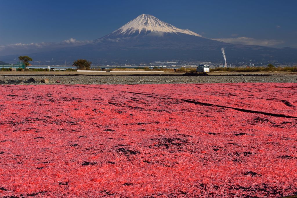 平日の富士山478