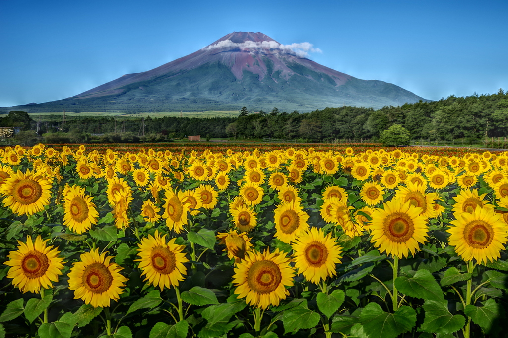平日の富士山89