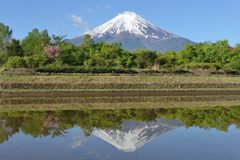 平日の富士山289