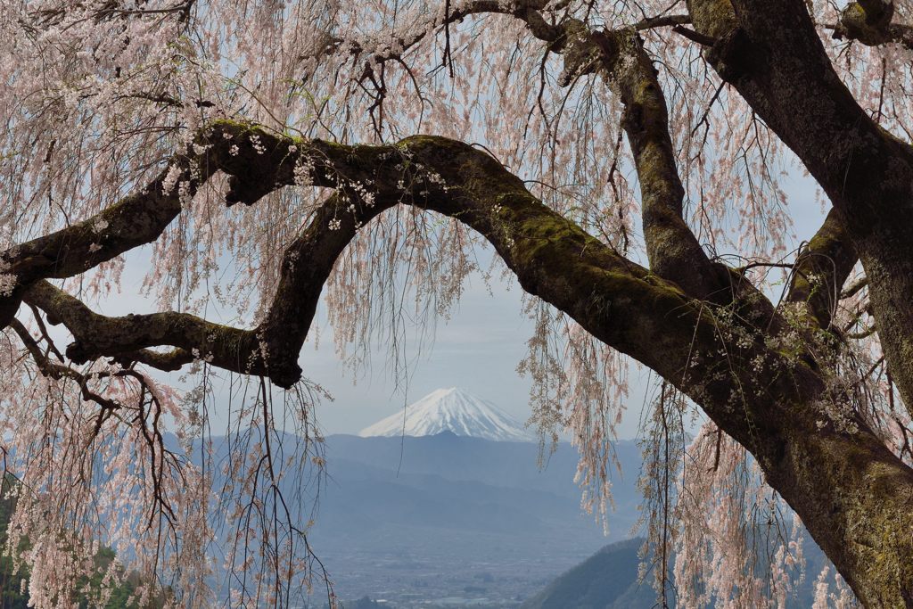 平日の富士山273