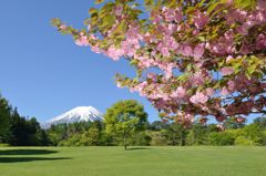 週末の富士山（新作463）
