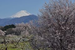 平日の富士山1065