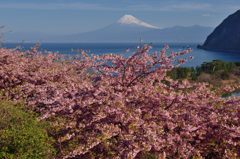 週末の富士山（新作426）