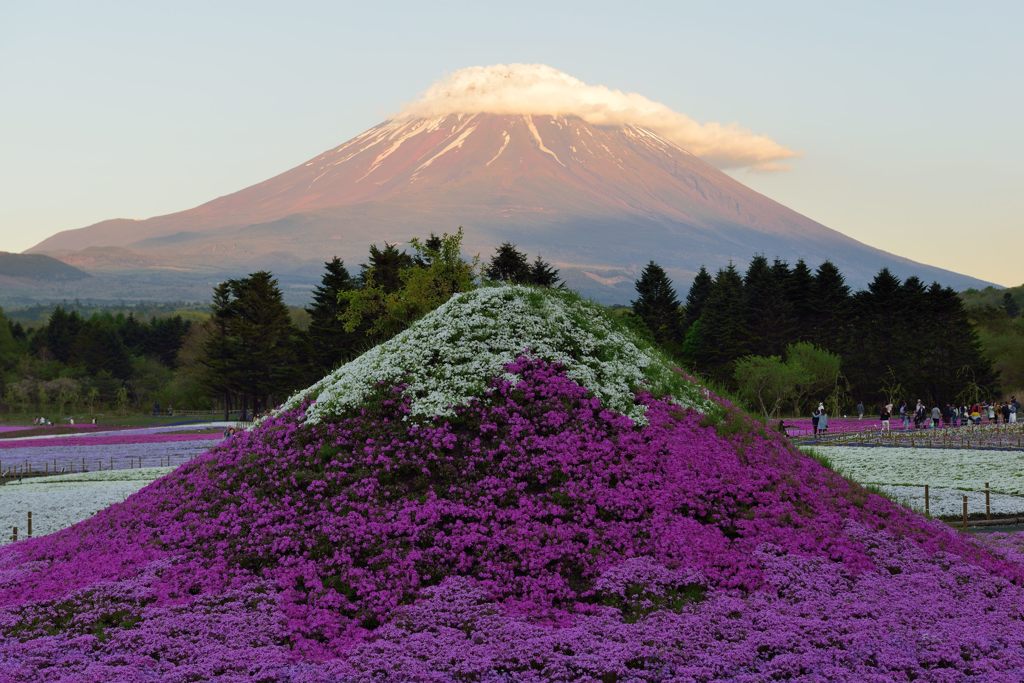 週末の富士山（新作457）