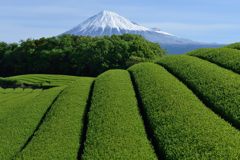 週末の富士山（新作1173）