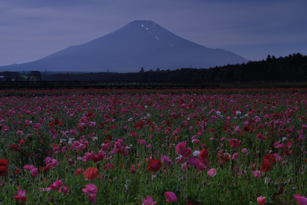 平日の富士山334
