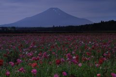 平日の富士山334