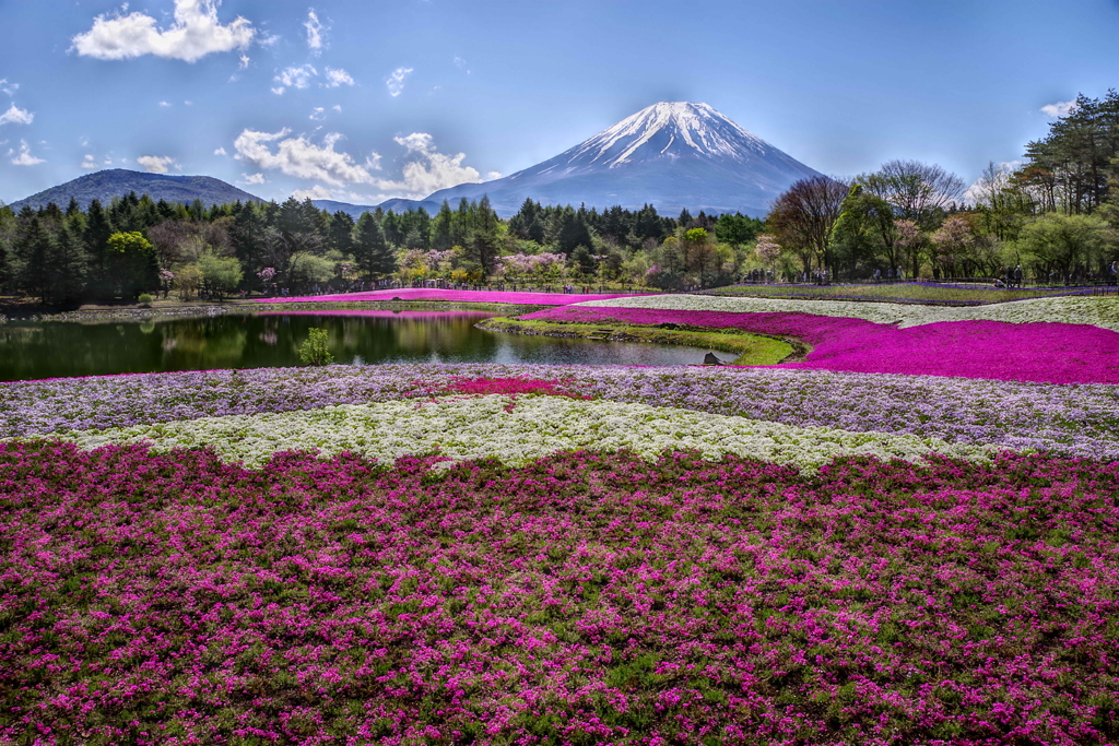 平日の富士山295