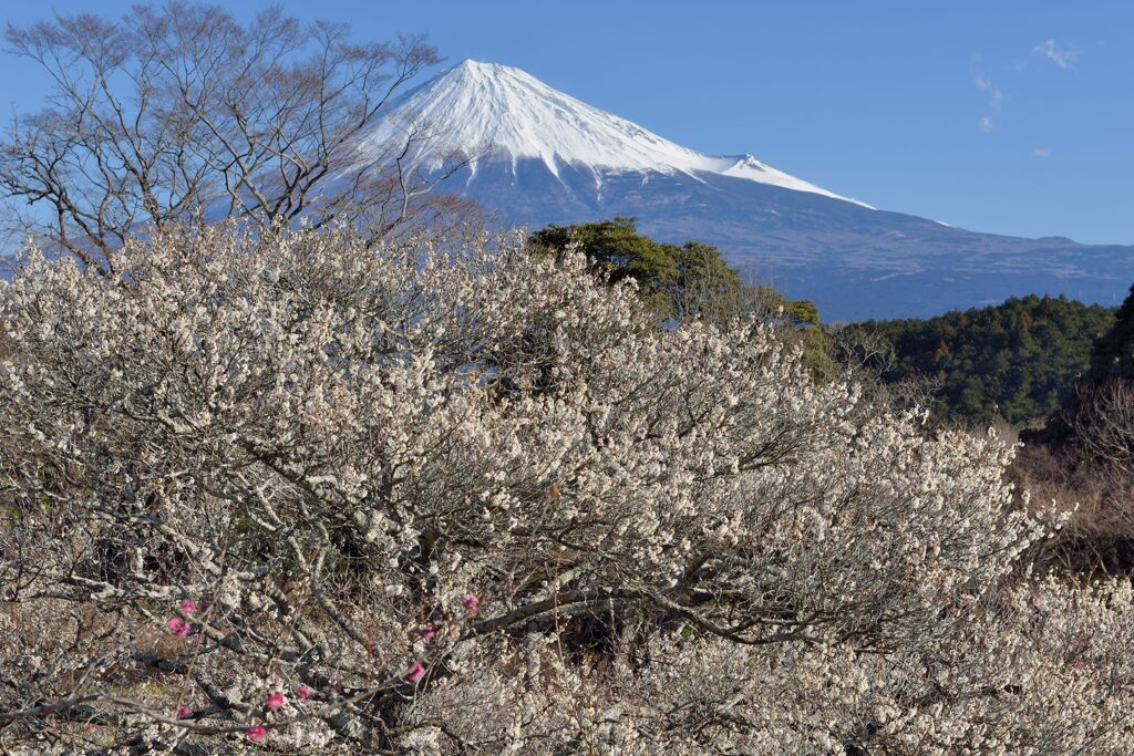 週末の富士山（新作1284）