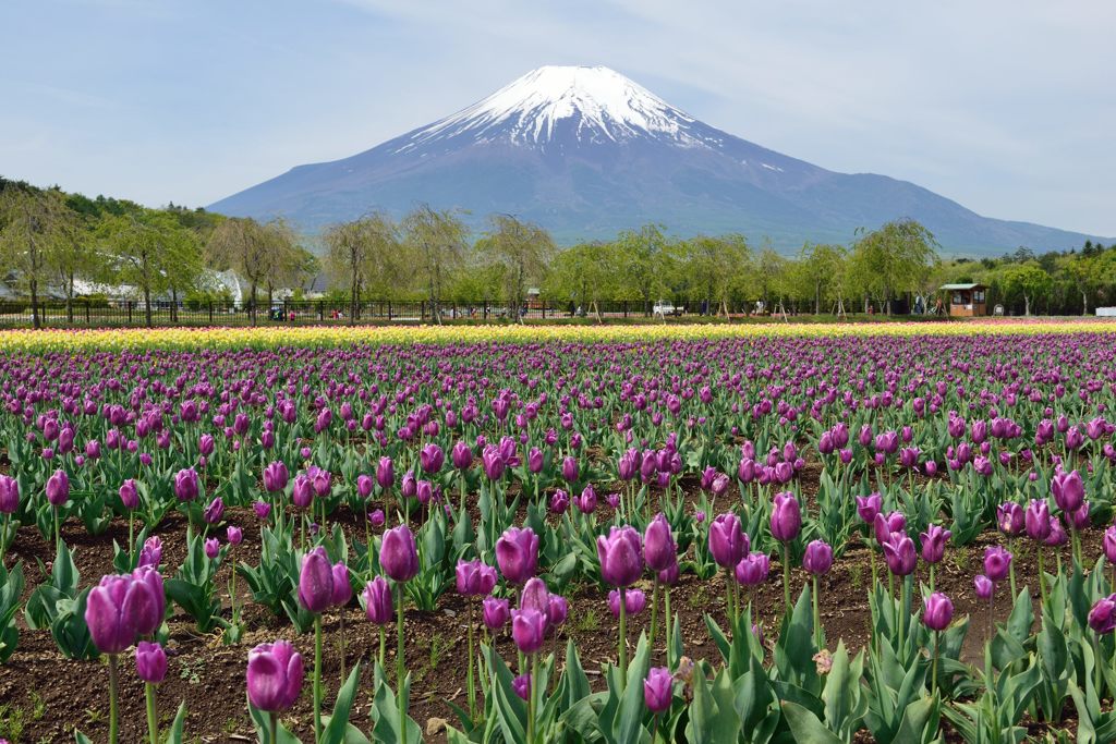 週末の富士山（新作890）