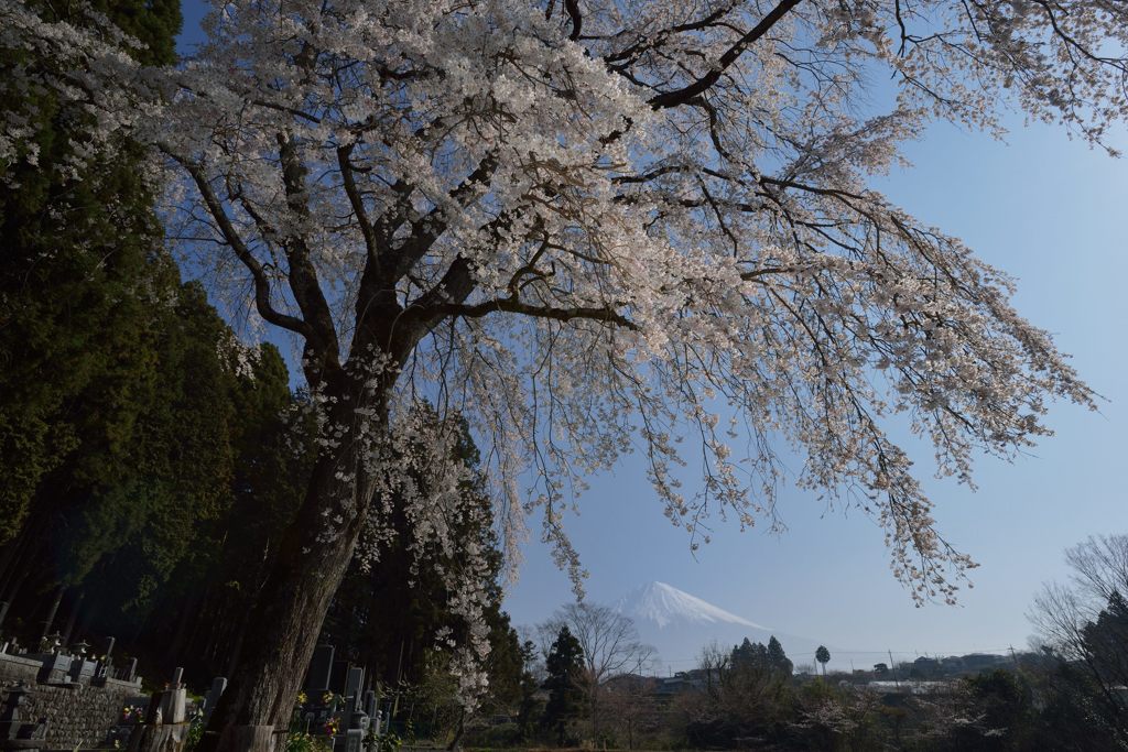 平日の富士山708
