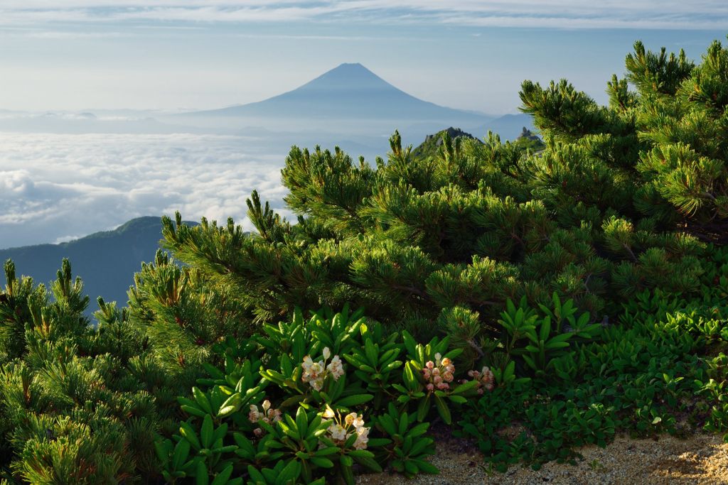 週末の富士山（新作694）