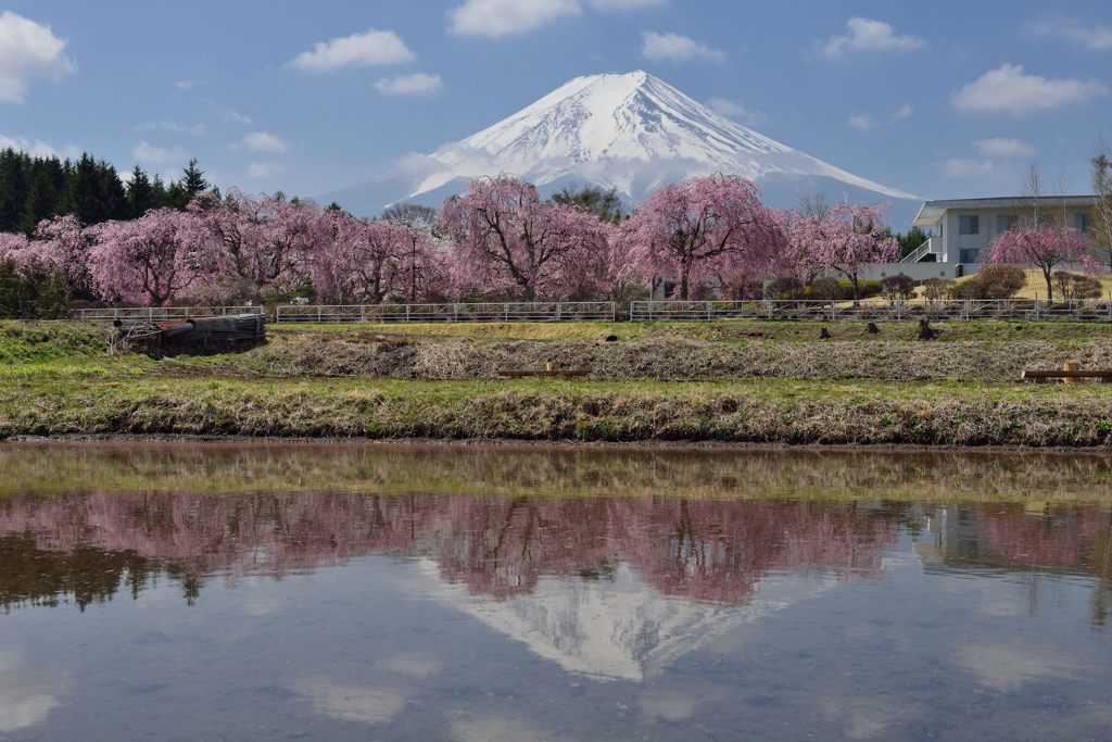 週末の富士山（新作1162）