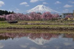 週末の富士山（新作1162）