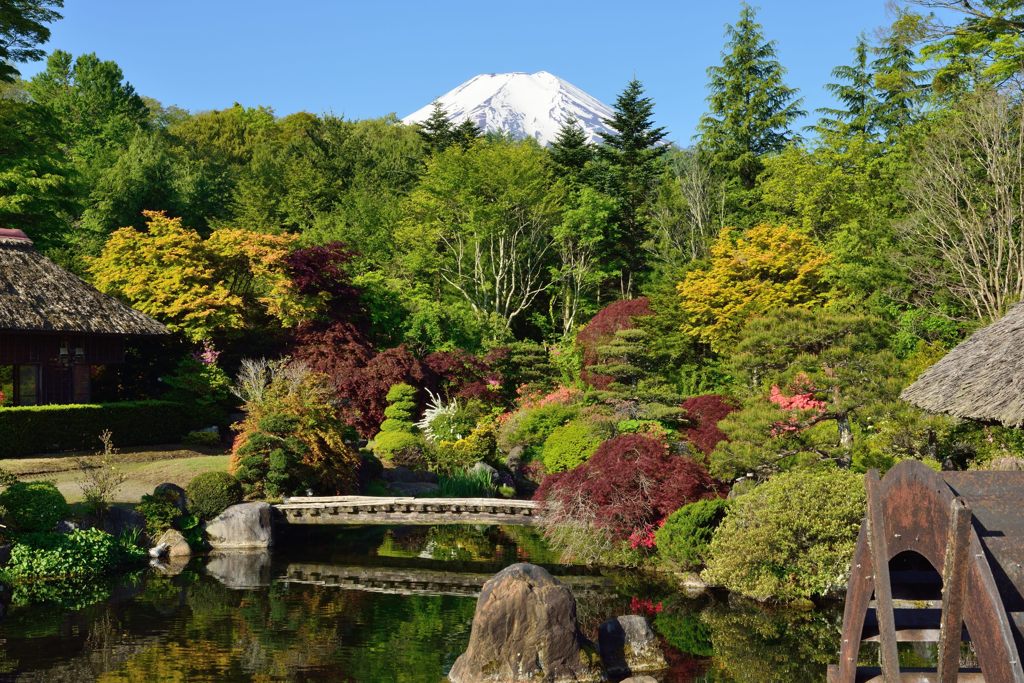 週末の富士山（新作663）