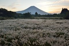 週末の富士山（新作302）