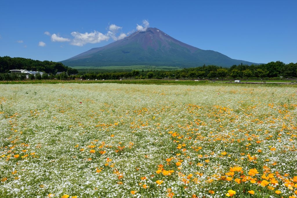 平日の富士山68