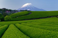 週末の富士山（新作451）