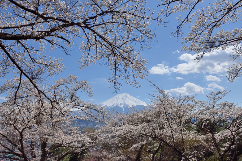 週末の富士山（新作1148）