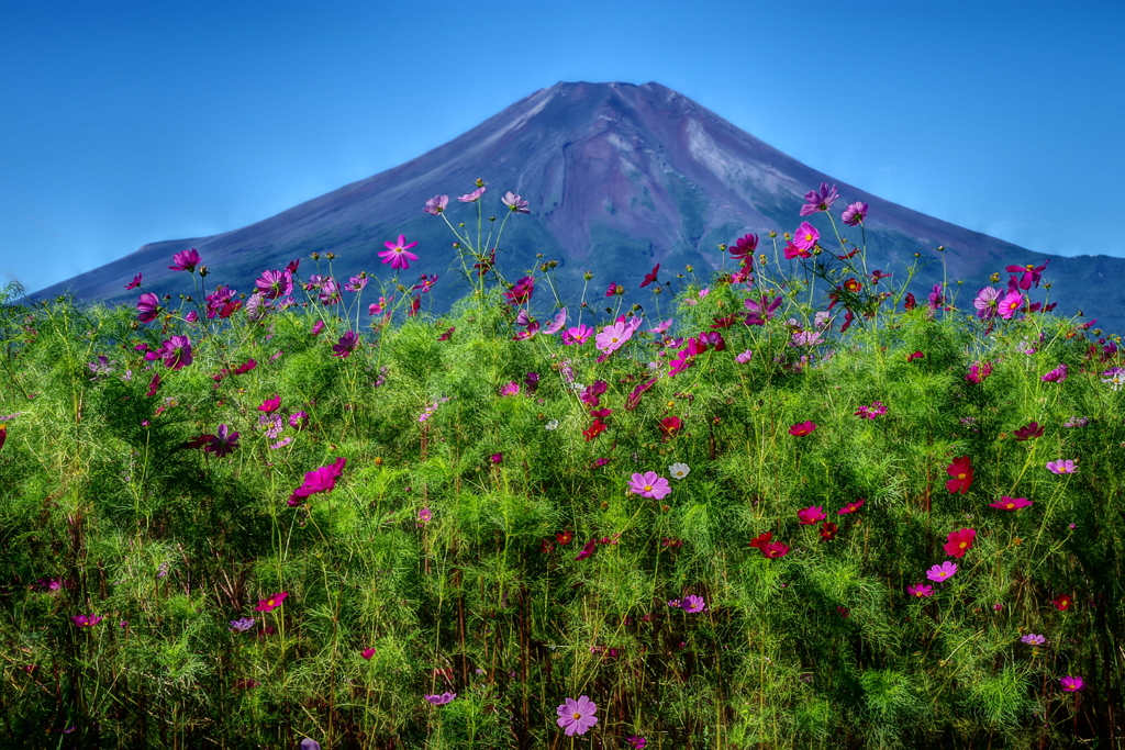 平日の富士山97