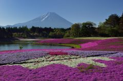 週末の富士山（新作222）