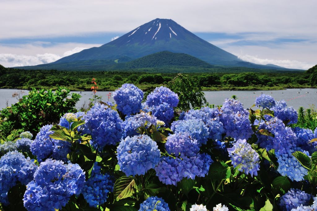 週末の富士山（新作242）