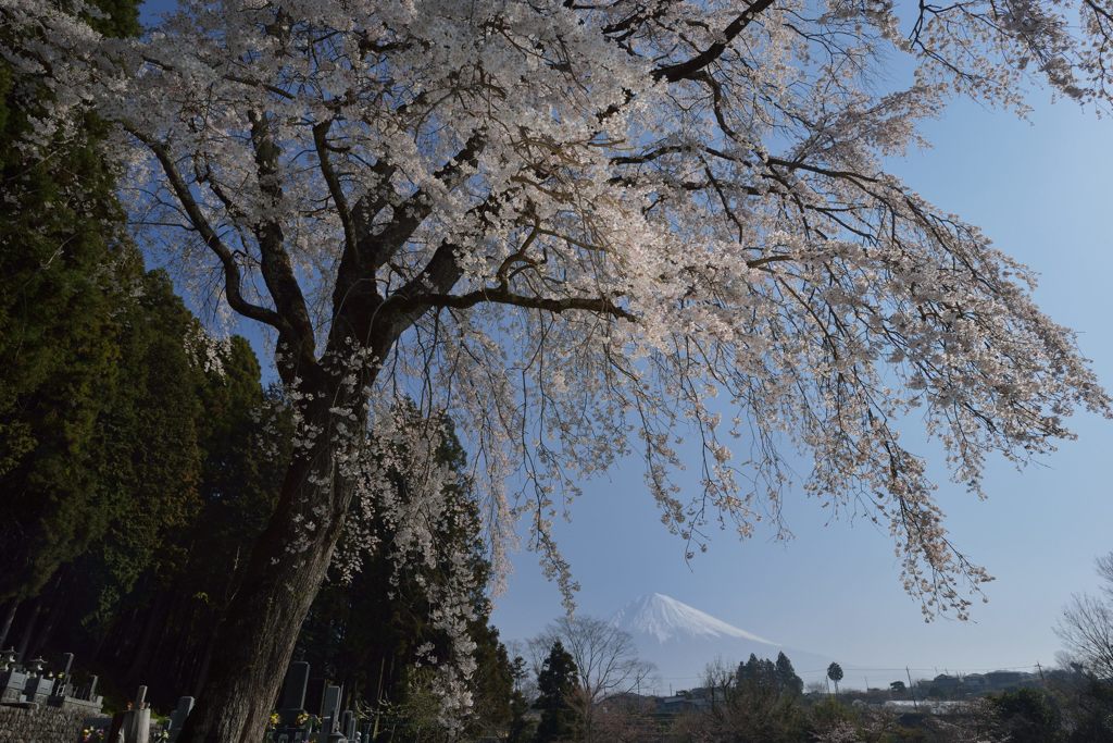 平日の富士山709