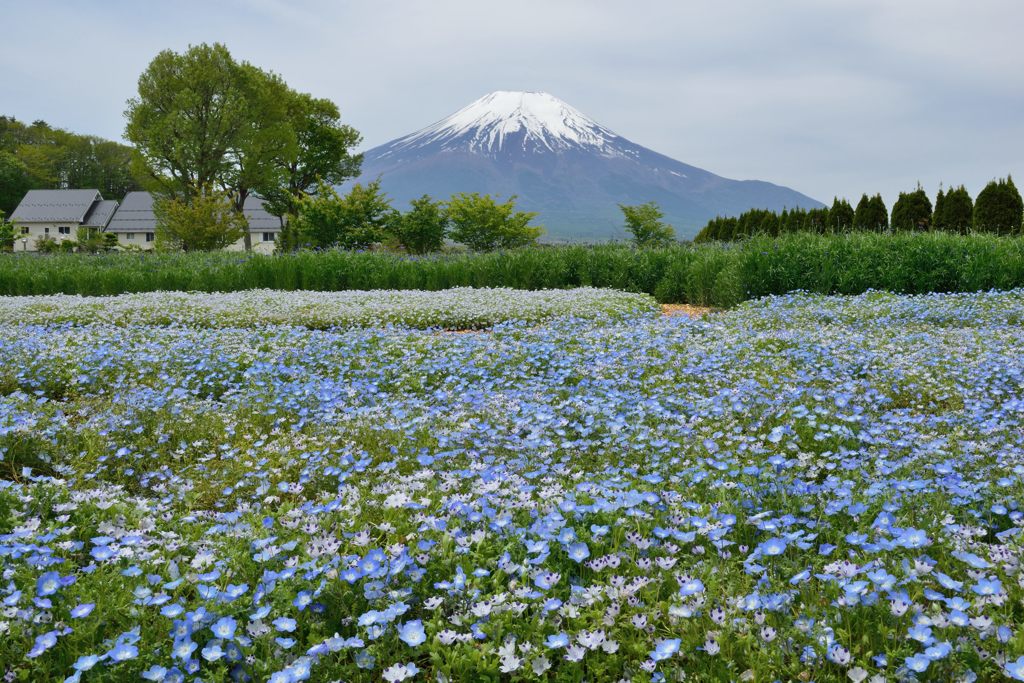 週末の富士山（新作894）