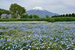 週末の富士山（新作894）