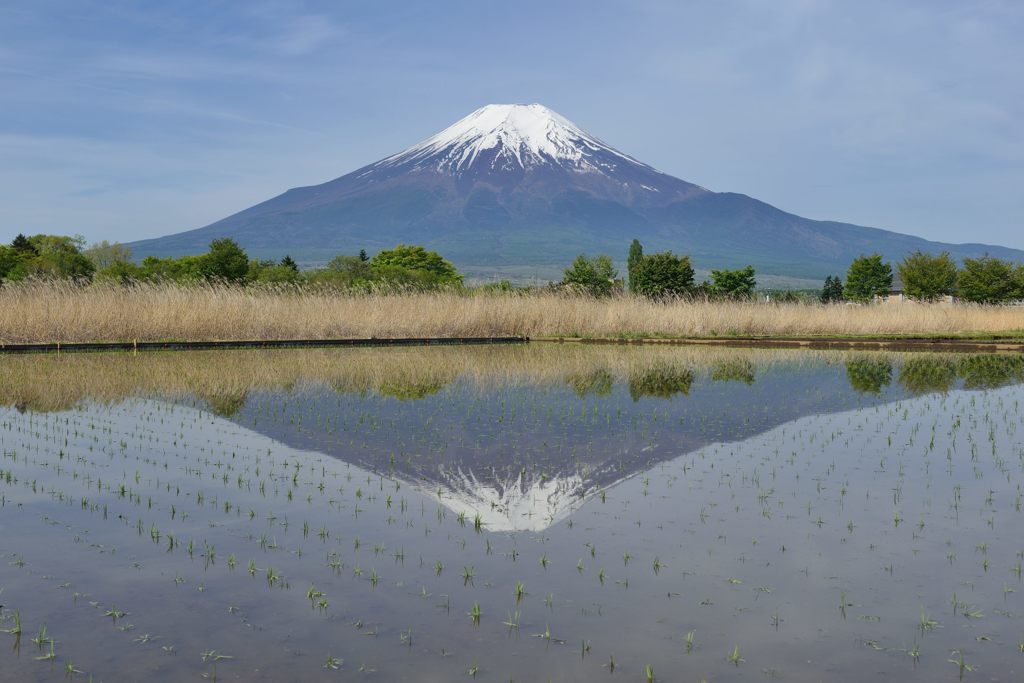 週末の富士山（新作887）