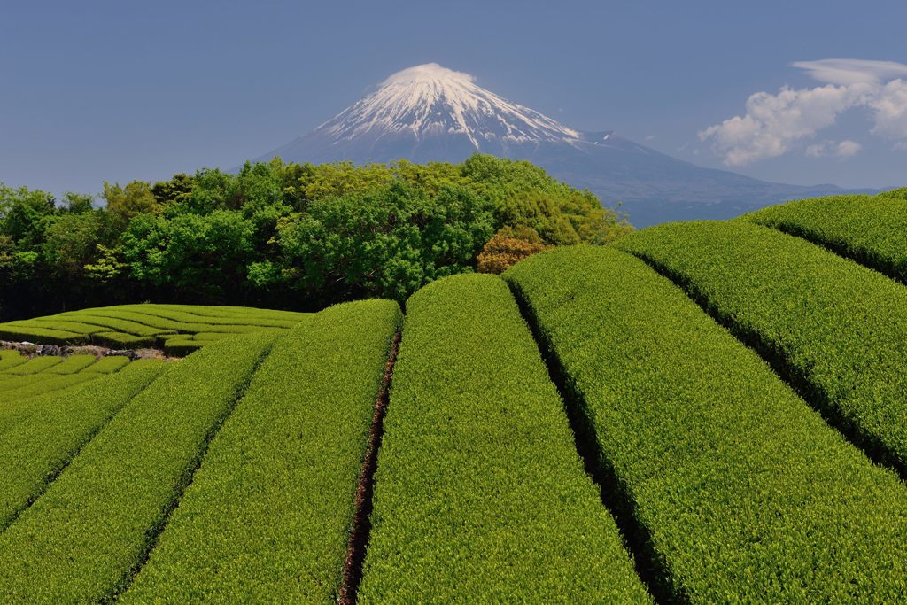 週末の富士山（新作606）